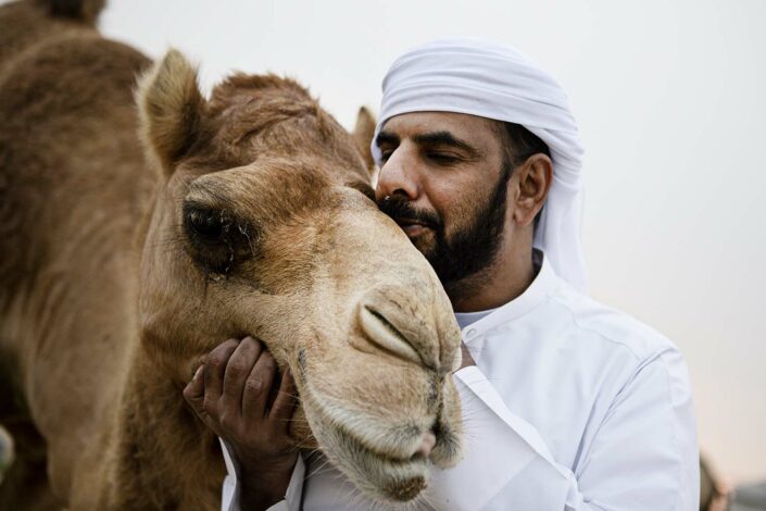 Camel farm in Bahrain