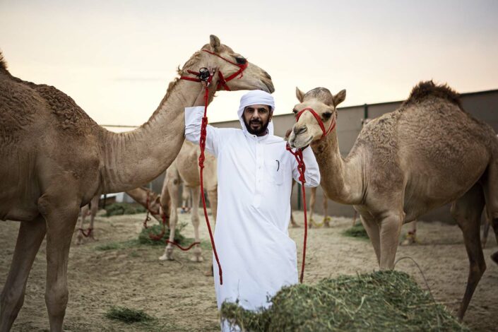 Camel farm in Bahrain